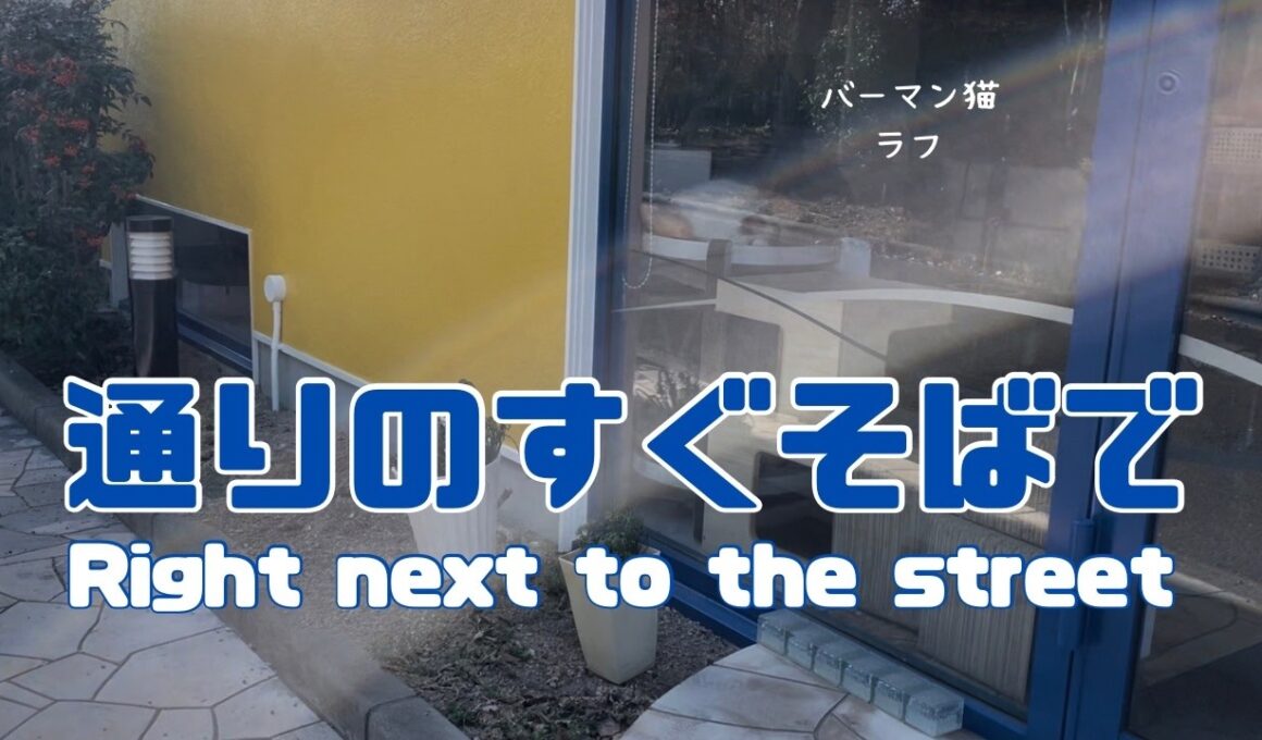 バーマン猫ラフ【通りのすぐそばで】Right next to the street（バーマン猫）Birman/Cat