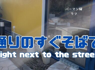 バーマン猫ラフ【通りのすぐそばで】Right next to the street（バーマン猫）Birman/Cat