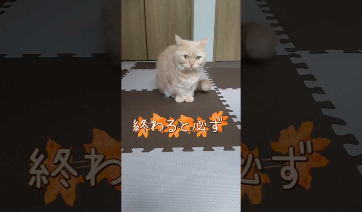 【謎の行動マンチカン】 #shorts #猫 #ねこ #cat