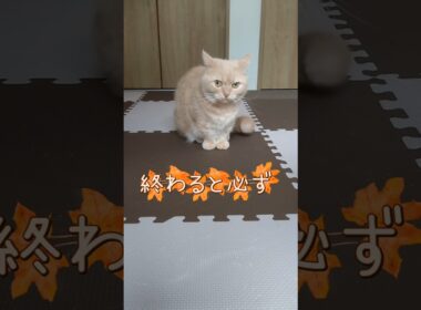 【謎の行動マンチカン】 #shorts #猫 #ねこ #cat