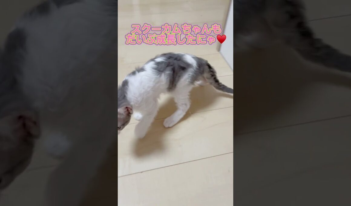 お目目キュルキュル♥️ 【お問合せ詳細は説明欄に記載あります】 #ラパーマ #マンチカン #子猫 #猫 #ブリーダー直販 #ミヌエット #猫のいる暮らし #子猫販売 #猫動画