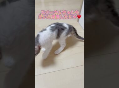 お目目キュルキュル♥️ 【お問合せ詳細は説明欄に記載あります】 #ラパーマ #マンチカン #子猫 #猫 #ブリーダー直販 #ミヌエット #猫のいる暮らし #子猫販売 #猫動画