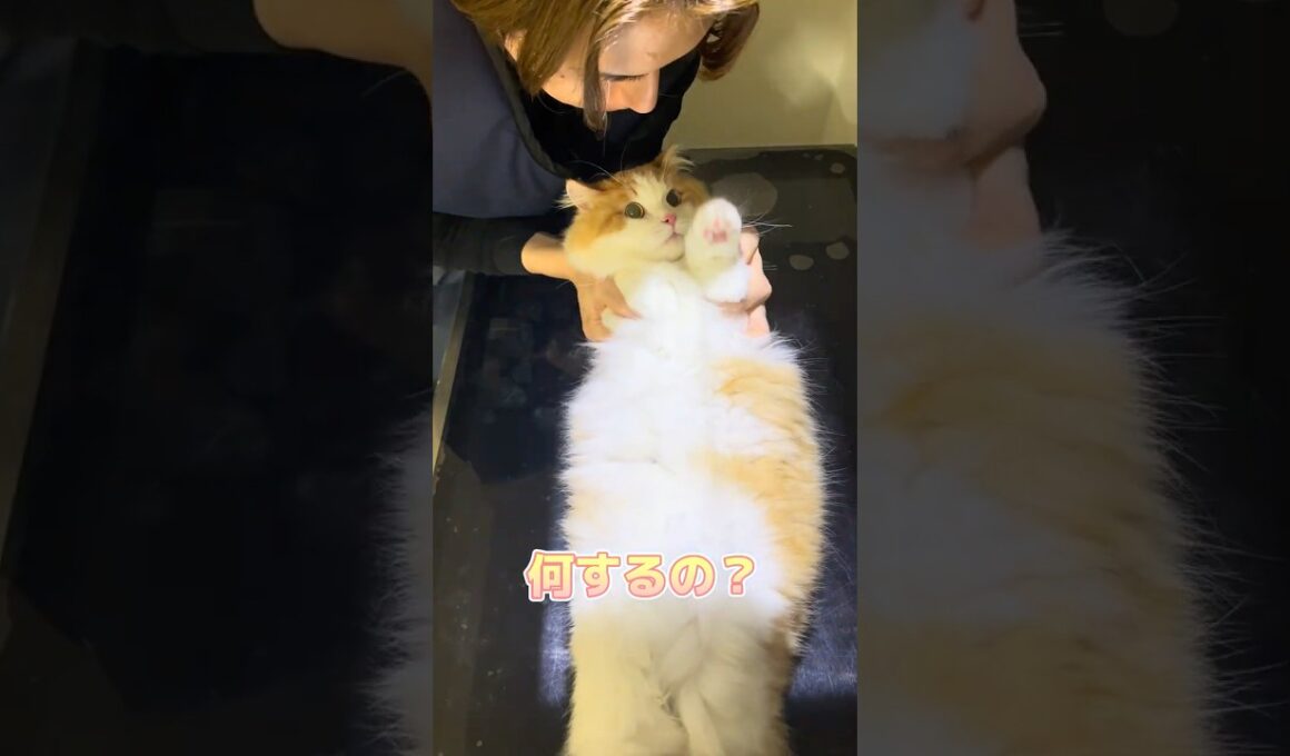 レントゲンを頑張るサイベリアン