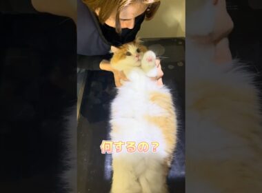 レントゲンを頑張るサイベリアン