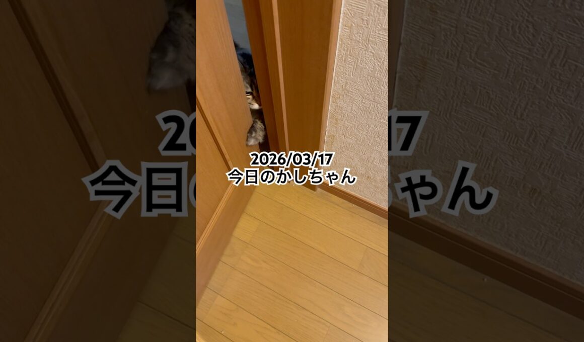 2026/03/17今日のかしちゃん #猫 #ペルシャ #カシス #cat #猫のいる暮らし