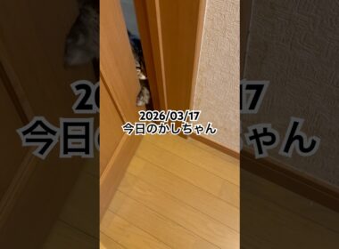 2026/03/17今日のかしちゃん #猫 #ペルシャ #カシス #cat #猫のいる暮らし