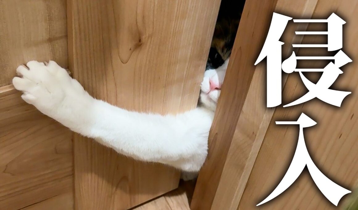 トイレにベルちゃんが強行突入してきました。