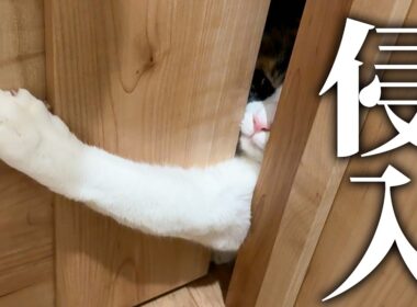 トイレにベルちゃんが強行突入してきました。