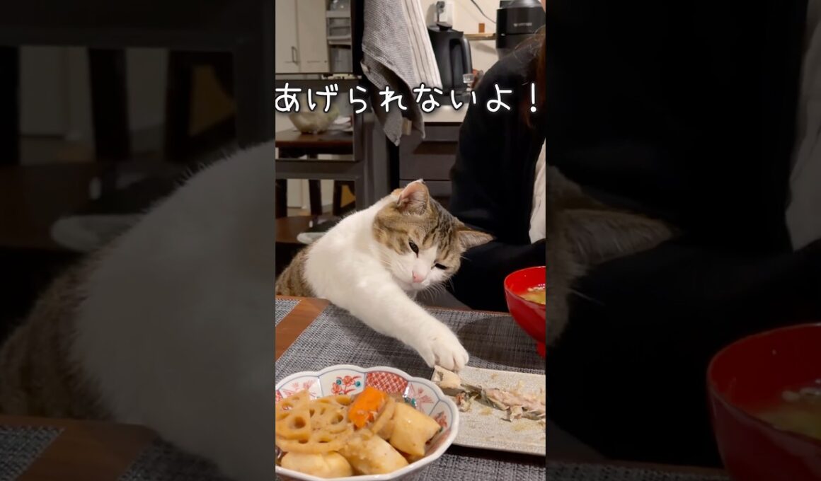 【ごめんね】魚をもらえなくて絶望感MAXな猫
