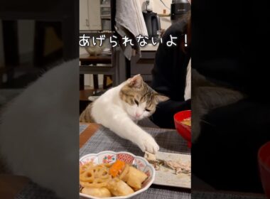 【ごめんね】魚をもらえなくて絶望感MAXな猫