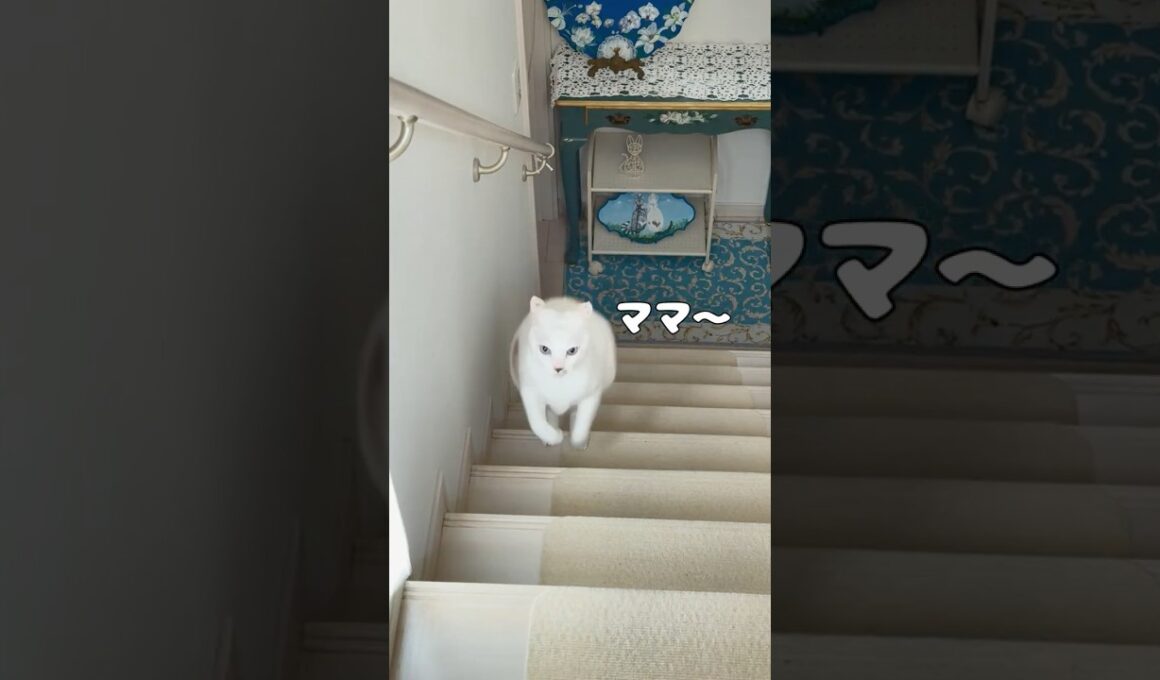 弟猫はお気に入りのボールをママに探してほしいようで…