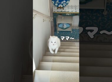 弟猫はお気に入りのボールをママに探してほしいようで…