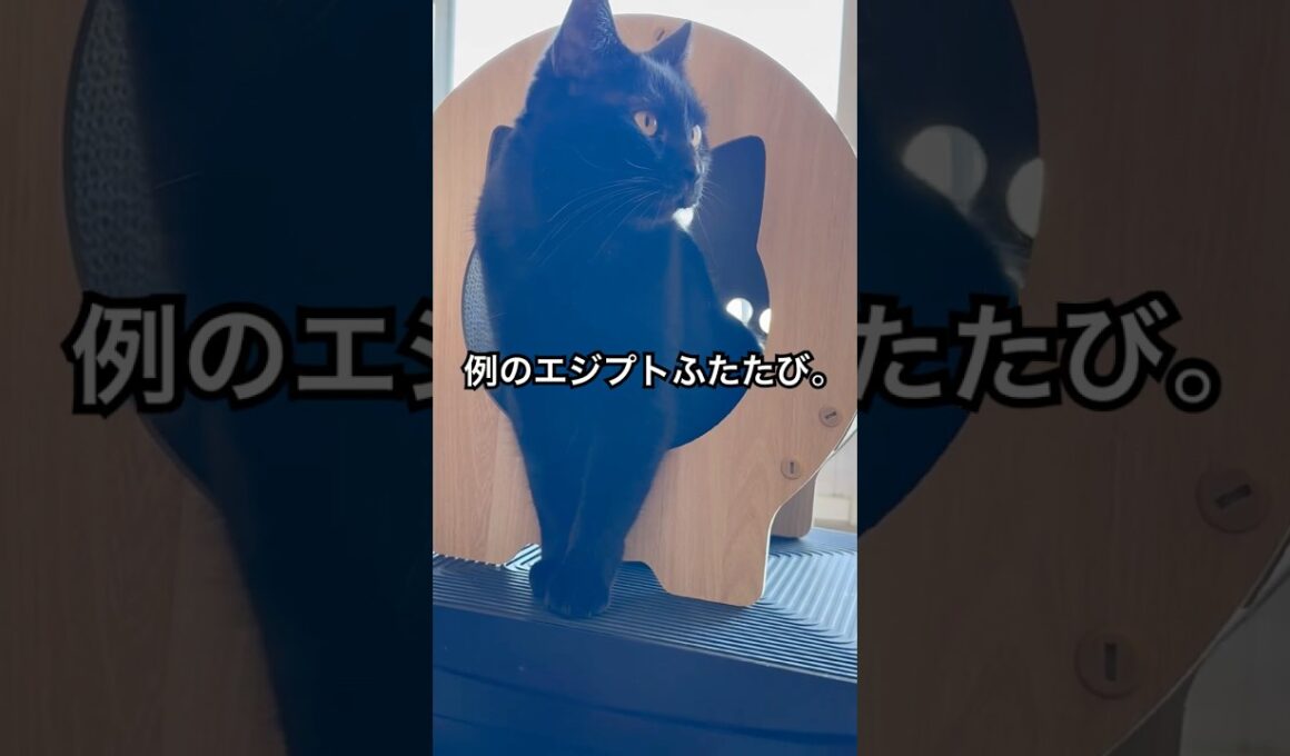 神さまになれない。 #cat #猫のいる暮らし #ボンベイ #くろねこ