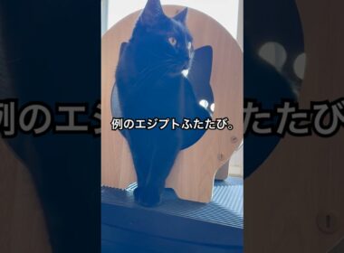 神さまになれない。 #cat #猫のいる暮らし #ボンベイ #くろねこ