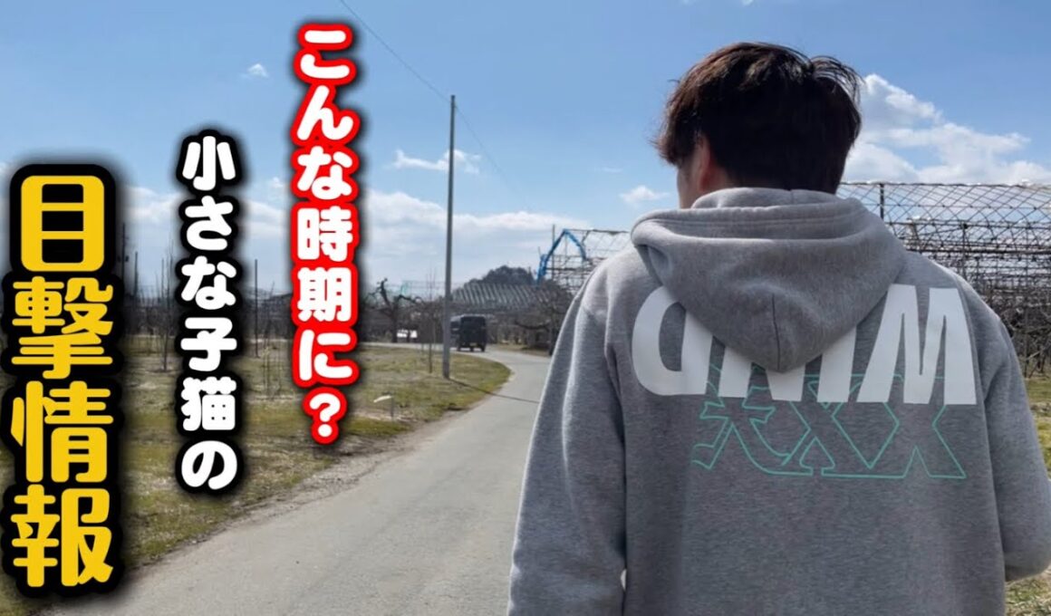 ひとりぼっちの子猫の目撃情報が…現場に向かいました