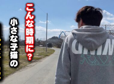 ひとりぼっちの子猫の目撃情報が…現場に向かいました