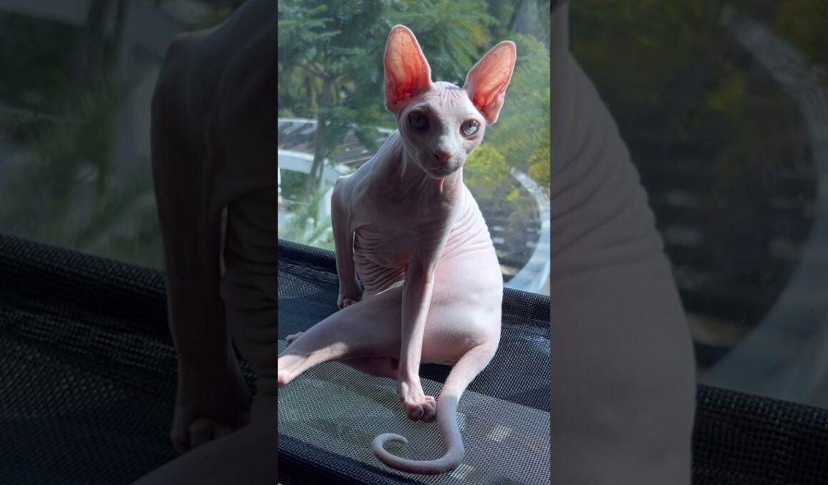 お尻清掃に励む毛のない猫【スフィンクス猫】