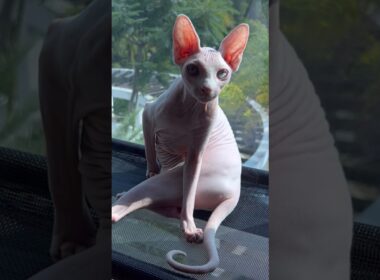 お尻清掃に励む毛のない猫【スフィンクス猫】