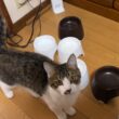 お返事して膝上に飛び乗る子猫が可愛すぎる！