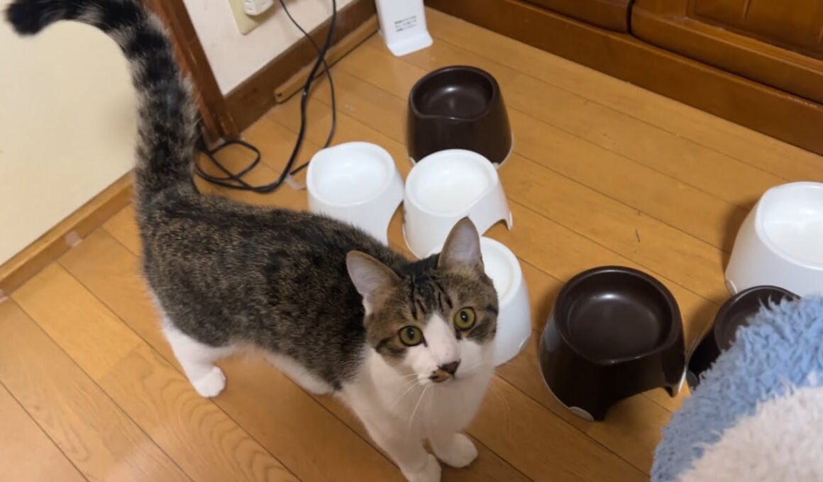 お返事して膝上に飛び乗る子猫が可愛すぎる！