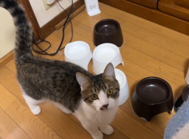 お返事して膝上に飛び乗る子猫が可愛すぎる！