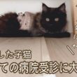 【双子保護猫】子猫の初めての病院受診に大苦戦🐈‍⬛💦