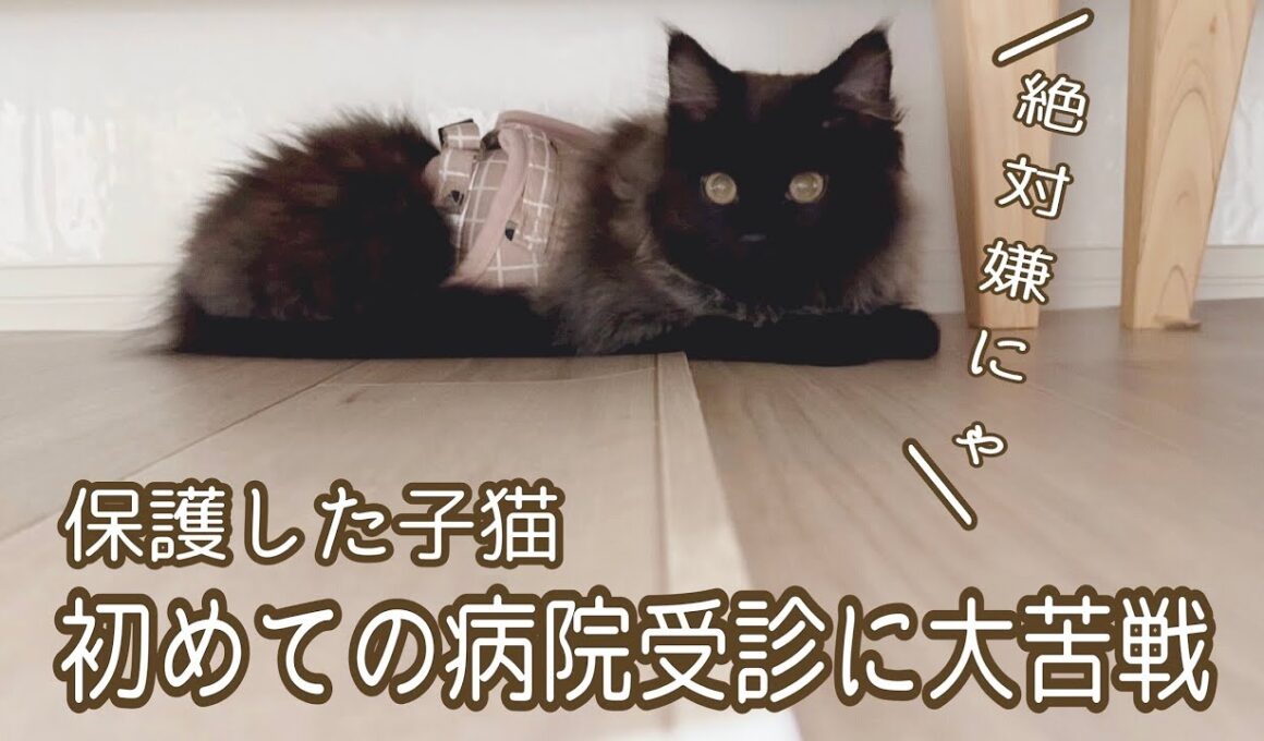 【双子保護猫】子猫の初めての病院受診に大苦戦🐈‍⬛💦
