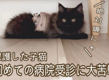 【双子保護猫】子猫の初めての病院受診に大苦戦🐈‍⬛💦