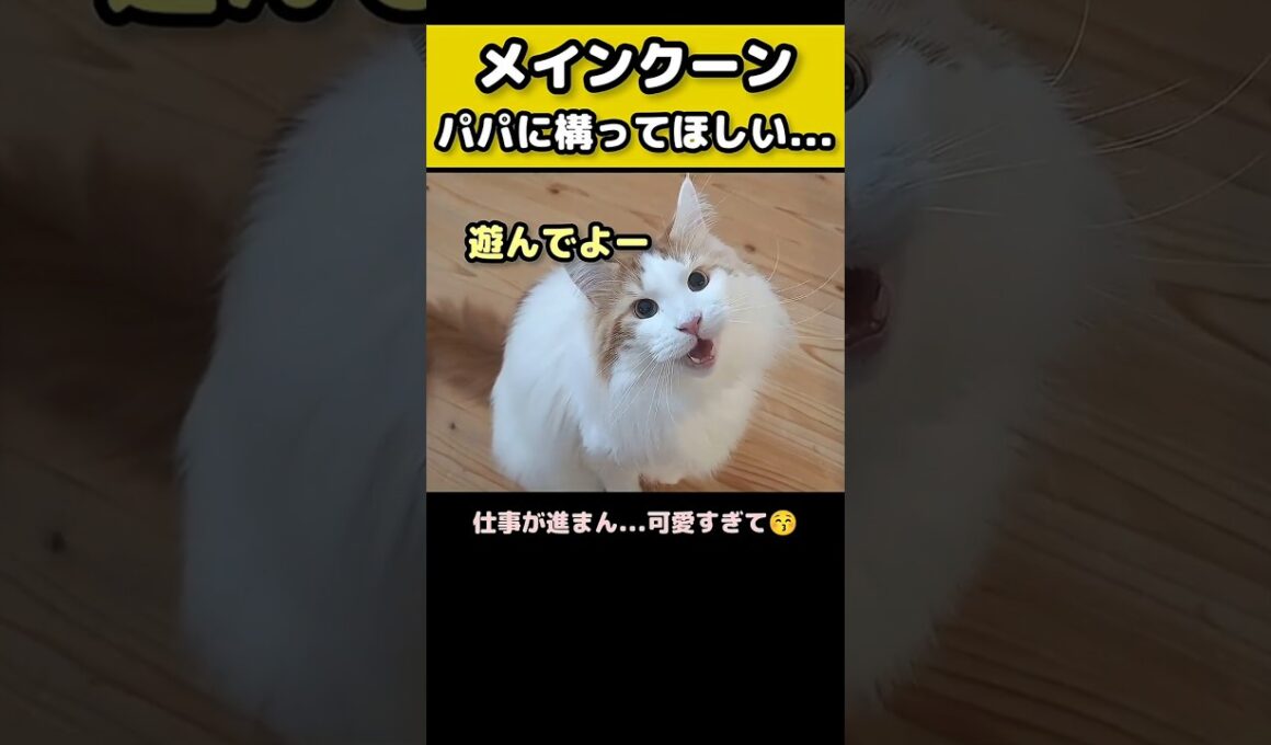 【まとめ】メインクーンの鳴き声 #猫 #メインクーン #猫のいる暮らし #大型猫 #shorts #cat #mainecoon #catshorts​