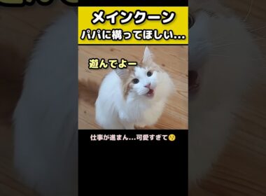 【まとめ】メインクーンの鳴き声 #猫 #メインクーン #猫のいる暮らし #大型猫 #shorts #cat #mainecoon #catshorts​