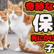 【子猫 保護】あと1週間の命と宣告 連日40℃の熱 必死の看護で起きたとんでもない奇跡とは？ 茶々丸 経過報告