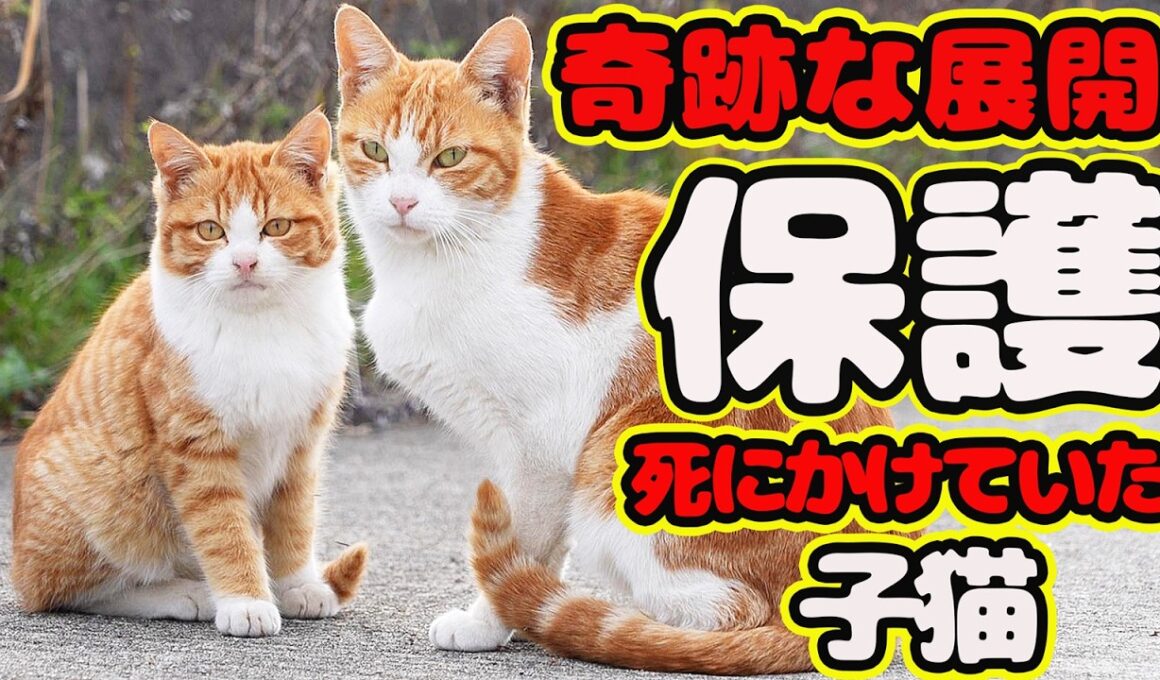 【子猫 保護】あと1週間の命と宣告 連日40℃の熱 必死の看護で起きたとんでもない奇跡とは？ 茶々丸 経過報告