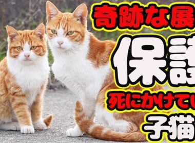 【子猫 保護】あと1週間の命と宣告 連日40℃の熱 必死の看護で起きたとんでもない奇跡とは？ 茶々丸 経過報告