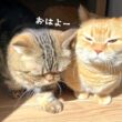 日光に吸い込まれていく似たもの兄弟猫が可愛すぎる…！