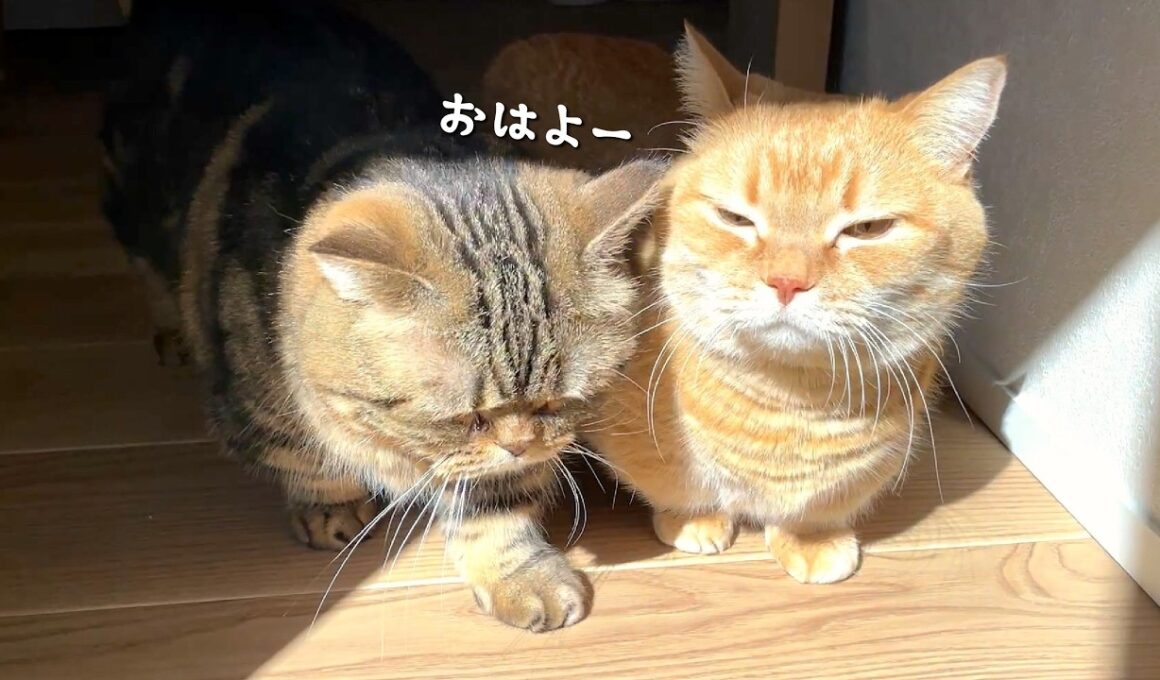 日光に吸い込まれていく似たもの兄弟猫が可愛すぎる…！