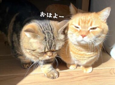 日光に吸い込まれていく似たもの兄弟猫が可愛すぎる…！