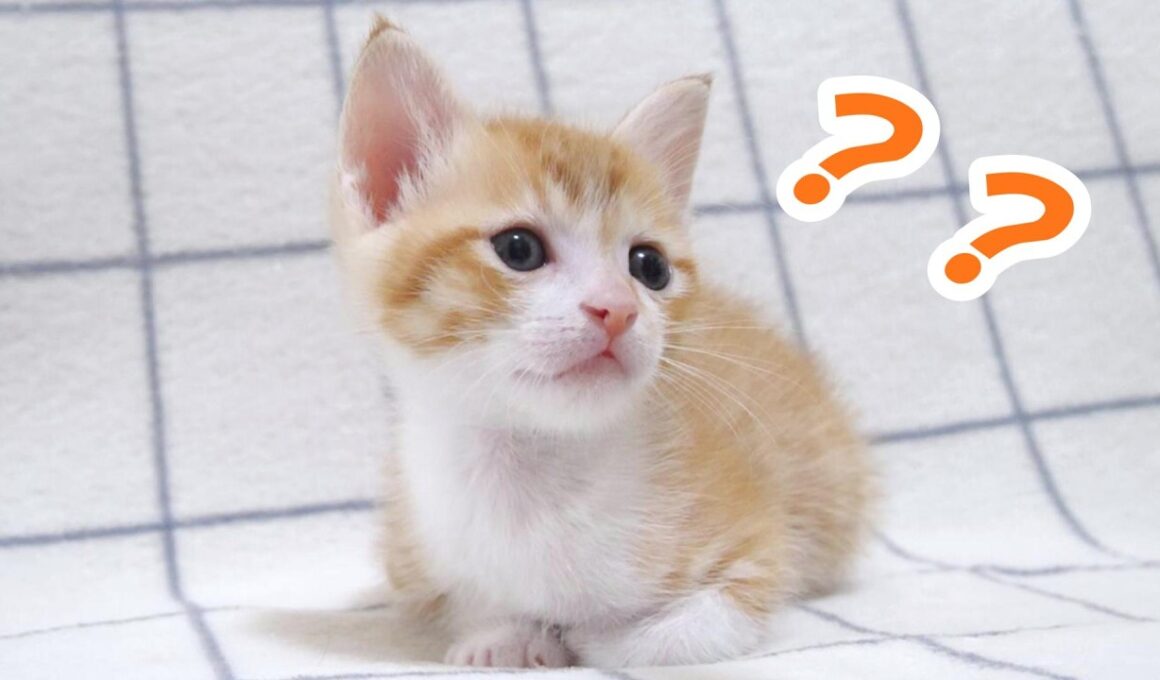 子猫の首が無くなっちゃってビックリしてしまいました💦【赤ちゃん猫　保護猫】