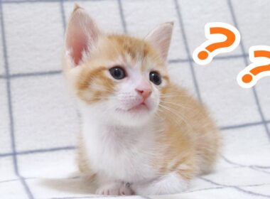 子猫の首が無くなっちゃってビックリしてしまいました💦【赤ちゃん猫　保護猫】