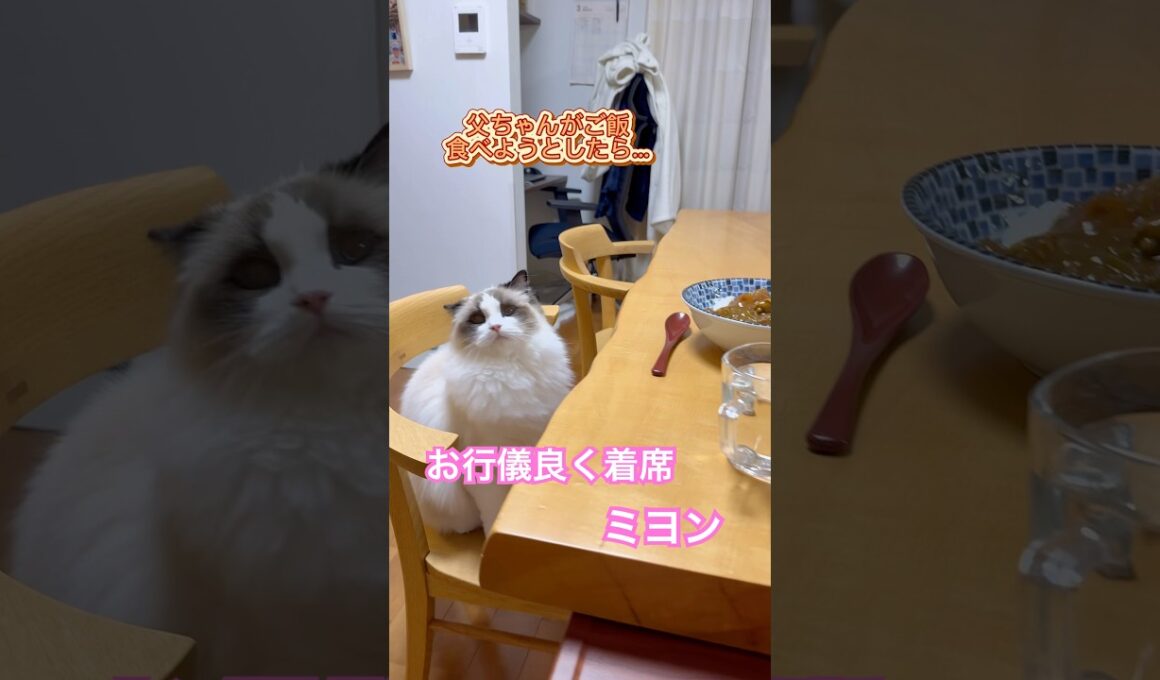 父ちゃんがご飯食べようとしたら、すでにお行儀良く着席してるミヨンちゃん😅💕#ラグドール #猫のいる暮らし #猫好きさんと繋がりたい #ねこ動画
