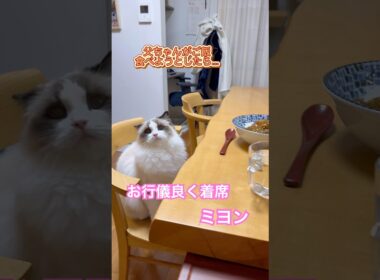 父ちゃんがご飯食べようとしたら、すでにお行儀良く着席してるミヨンちゃん😅💕#ラグドール #猫のいる暮らし #猫好きさんと繋がりたい #ねこ動画