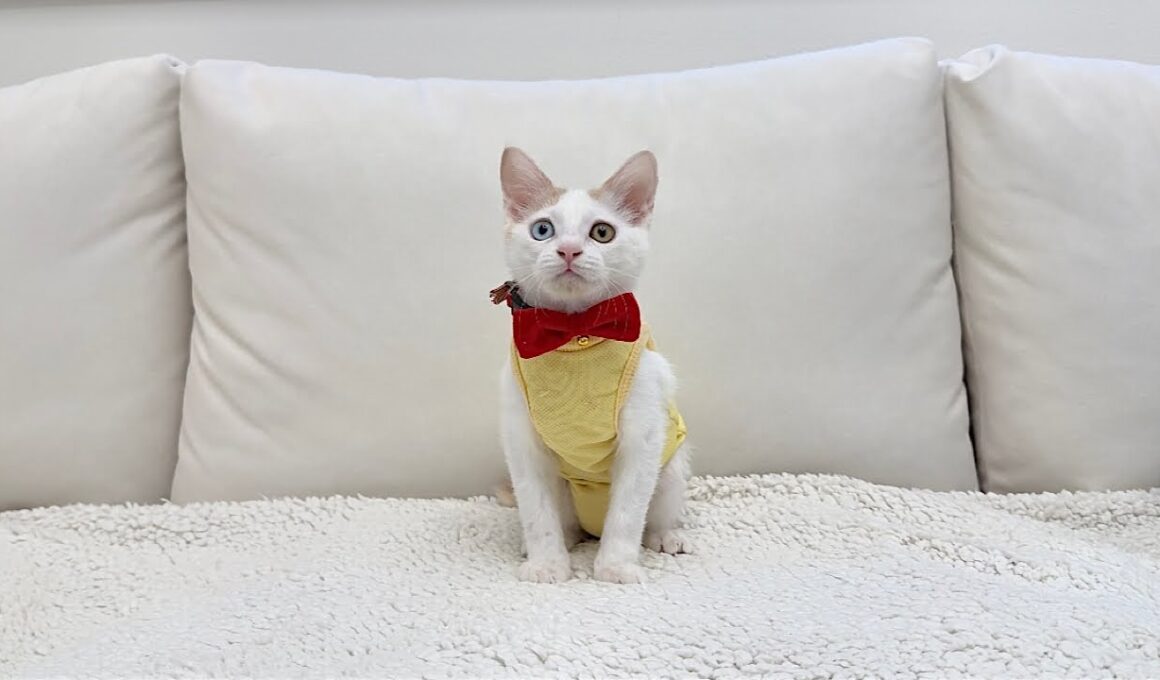 【ご報告】保護した子猫の新しい家族について。