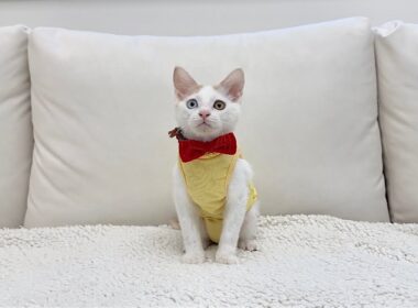 【ご報告】保護した子猫の新しい家族について。