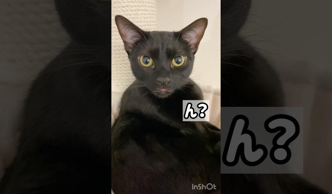 しまい忘れ👅黒猫ボンベイ　#cat #ねこ #ねこのいる生活 #ねこのいる暮らし #ねこ動画 #猫好きさんと繋がりたい #かわいい #癒やし #甘えん坊