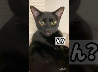 しまい忘れ👅黒猫ボンベイ　#cat #ねこ #ねこのいる生活 #ねこのいる暮らし #ねこ動画 #猫好きさんと繋がりたい #かわいい #癒やし #甘えん坊