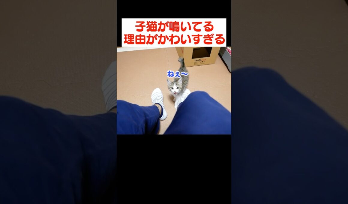 飼い主に甘えたい子猫の行動がかわいすぎます…！