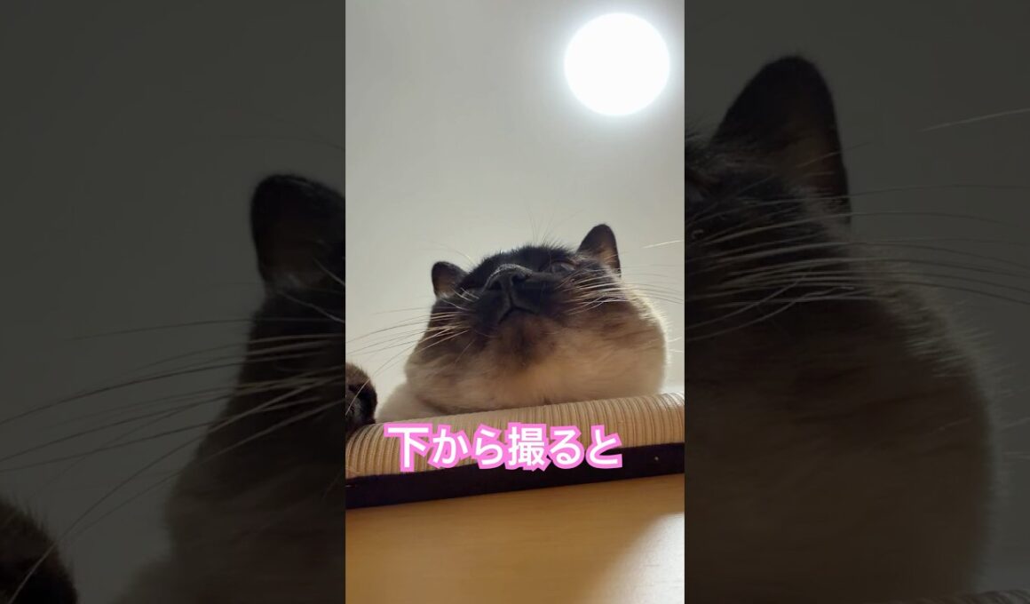 下から見るシャム猫のふくさん【たぬき猫】 #cat #しゃむねこ #猫のいる暮らし #猫好きさんと繋がりたい #ねこ #cutecat #cat