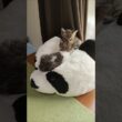 パンダさん🐼子猫達の下敷きになっちゃう #cat #好きな子猫 #kitten #子ネコ #子猫 #猫のいる暮らし #cute #ねこ #kitty #保護猫 #gatto #animals