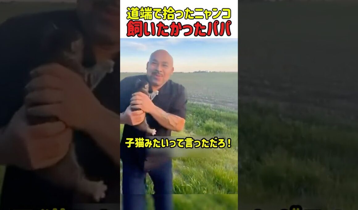 道端で拾ったニャンコ、飼いたかったパパ！　#猫 #ねこ #猫動画 #ネコのいる暮らし #ねこ好きさんと繋がりたい #カワイイ #子猫 保護猫 #shorts