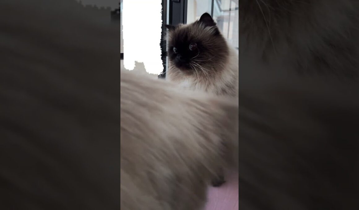 ヒマラヤン猫夫婦で雪を見てるけどうずこしか見てないげんたくん #猫 #ヒマラヤン #猫のいる暮らし #shorts