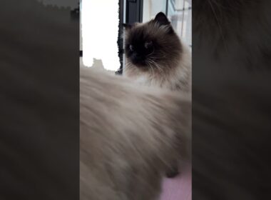 ヒマラヤン猫夫婦で雪を見てるけどうずこしか見てないげんたくん #猫 #ヒマラヤン #猫のいる暮らし #shorts